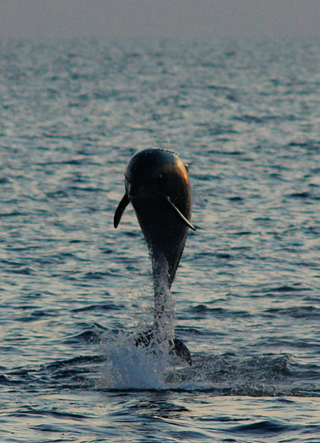 [ Delphin im Meer vor Rovinj, Kroatien ]