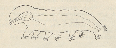 [Bärtierchen-Illustration, Kopie (A. Brauer, 1909)]