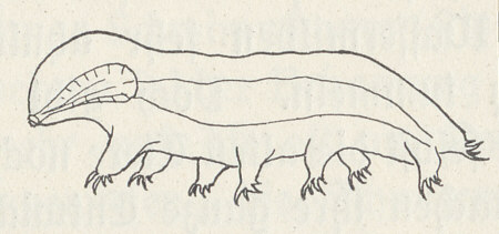 [Bärtierchen-Illustration, Kopie (G. Ulmer, 1913)]