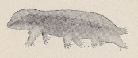[Bärtierchen-Illustration, Kopie (G.C. Whipple, 1899)]