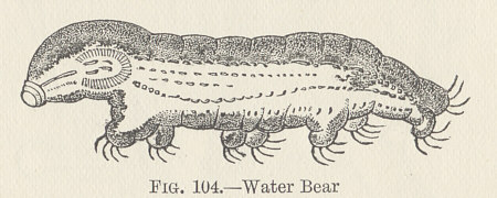 [Bärtierchen-Illustration, Kopie (L. Wright, 1895)]