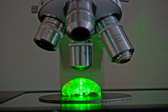 [ Tardigraden 3D-Modell unter dem Raman-Mikroskop-Spektrometer ]
