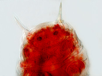 tardigrades tardigrada cornechiniscus