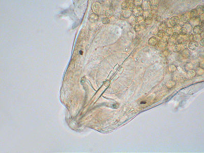 [ macrobiotus tardigrade (tardigrada), jpg ]