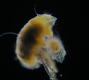 [ tardigrada, adult tardigrade and tardigrade baby ]