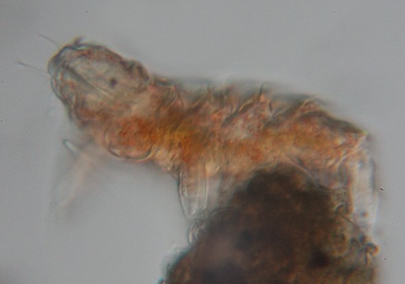 [ Small Echiniscus tardigrade from the Austrian rock wall ]
