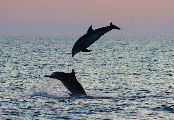 [ Delphinpaar bei Rovinj, Kroatien ]