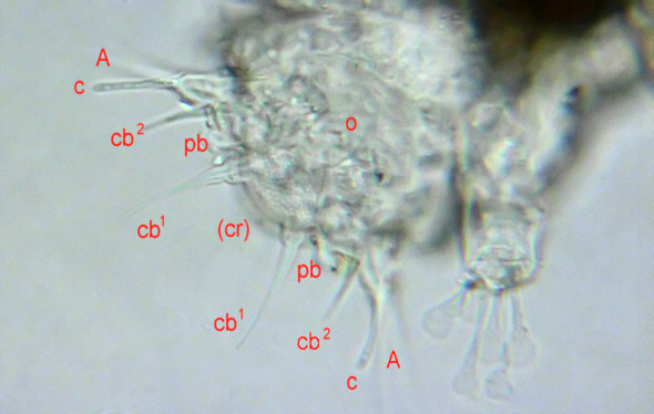 [ Kopf von Batillipes ]
