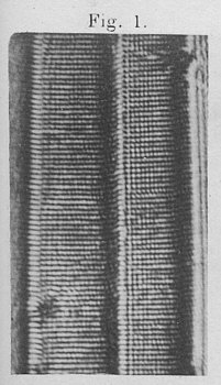 [ detail of the test diatom Amphipleura pellucida ]