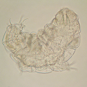 [Milnesium tardigradum, 1st day]