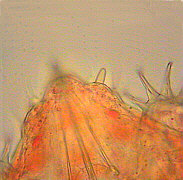 [portrait of a tardigrade]