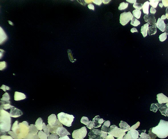 [ marine tardigrade, as seen under the dissecting microscope ]