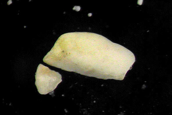 [ Maritime tardigrades as seen under the MBS-10 stereo microscope ]