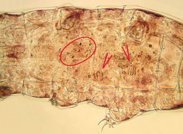 [ stomach-intestine region of the Milnesium tardigrade ]