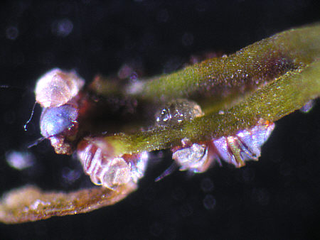[ Anhydrobiosis of tardigrades (1) ]