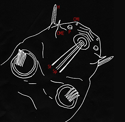 [tardigrades cornechiniscus cornutus head]