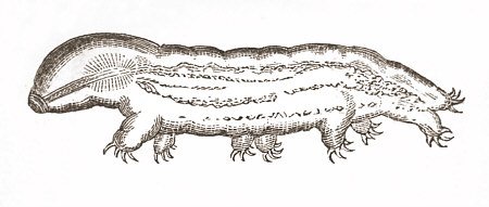 [ tardigrade illustration copy (A. Pritchard, 1861)]