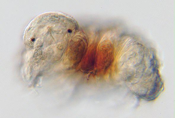 [ Diphascon tardigrade from Munich, young animal, front view. 
