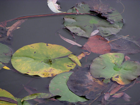 [ Water lily leafs ]