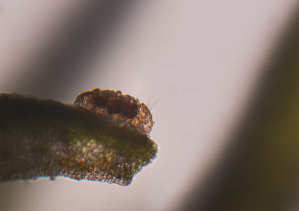 [ Isar moss with tardigrades ]