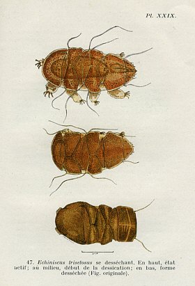 [ "La vie des tardigrades" by Raoul-Michel May; example page ]