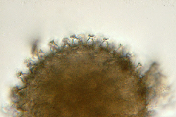 [ Tardigrade egg from Munich pavement moss ]