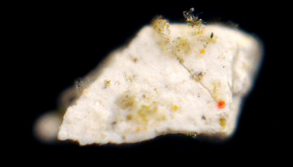 [ Pigmented particle from Munich pavement moss ]