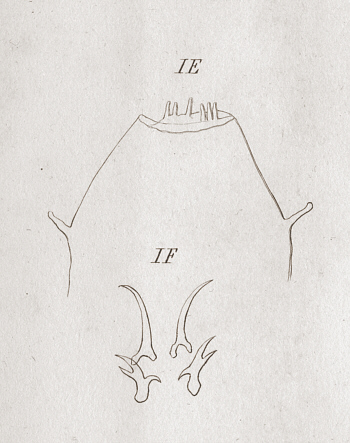 [ historical tardigrade illustration: mountain inhabitant ]