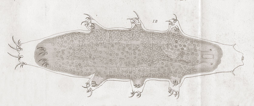 [ historical tardigrade illustration: mountain inhabitant  ]