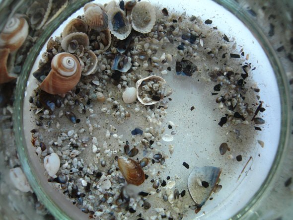 [ Mikroaquarium mit Sand und Wasser von der Ostsee ]