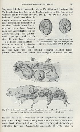 [ Ernst Marcus, Tardigrada, 1929, example page ]