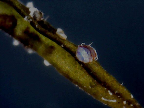[ USB microscope (Ebay), demo image: tardigrade "tun" at higher magnification ]