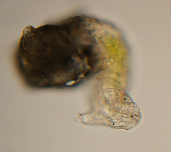 [ Typical tardigrade as found in Munich city pavement moss ]