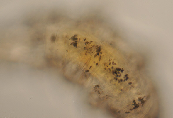 [ Typical tardigrade as found in Munich city pavement moss. Senile spots on backside ]