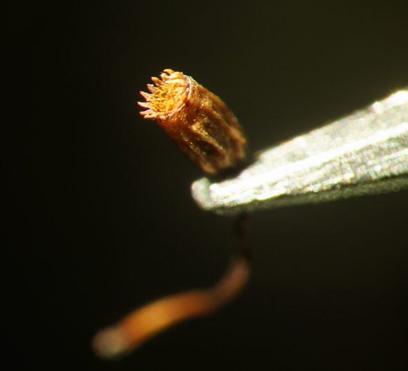 [ A capsule of Grimmia pulvinata under the dissecting microscope ]