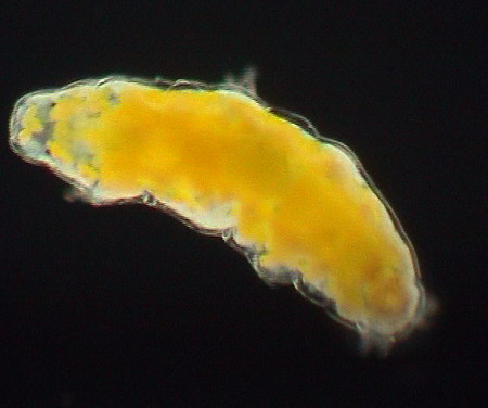 [ yellow tardigrade from the Bavarian Alps ]