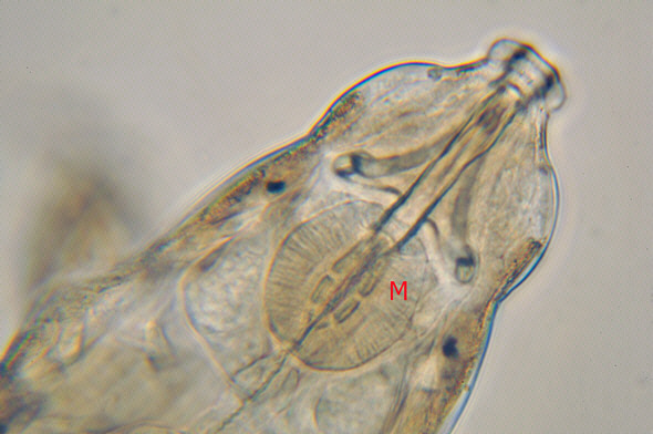 [ A tardigrade from Munich pavement moss: anatomical detail ]