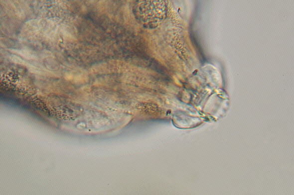 [ A tardigrade from Munich pavement moss: anatomical detail ]