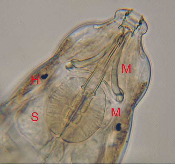 [ A tardigrade from Munich pavement moss: anatomical detail  ]