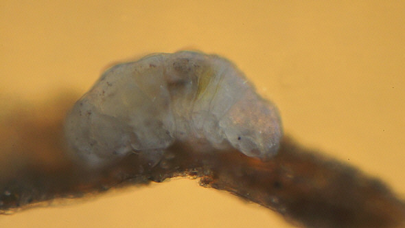 [ A tardigrade from Munich pavement moss: total view ]