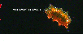 [Titelfragment 3.3]