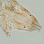 [tardigrades #4: 'Milnesium tardigradum']
