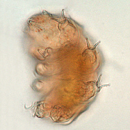[tardigrades #2: young 'Echiniscus' water bear -- Junger Wasserbär]